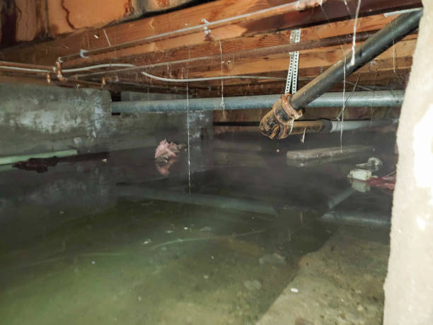 Best Water damage restoration services  in Arvada, CO